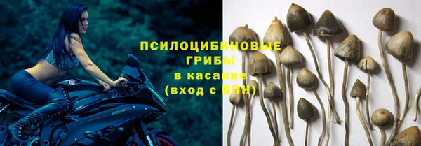 сатива Осташков