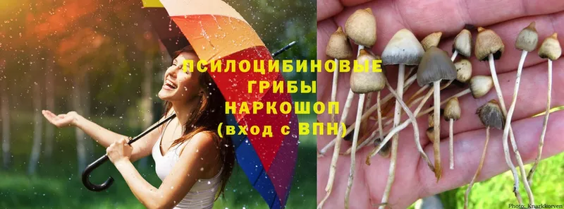 Галлюциногенные грибы Psilocybe  Борзя 